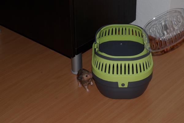 sonstiges hamster4 img0069