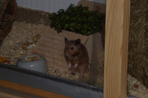 sonstiges hamster4 img0081