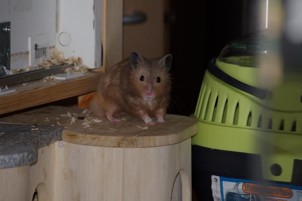 sonstiges hamster4 img0085