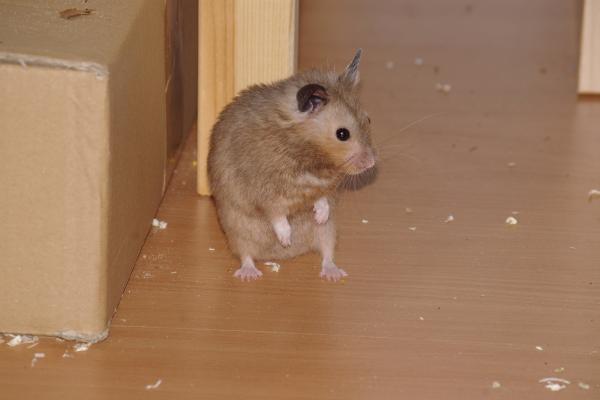 sonstiges hamster4 img0100