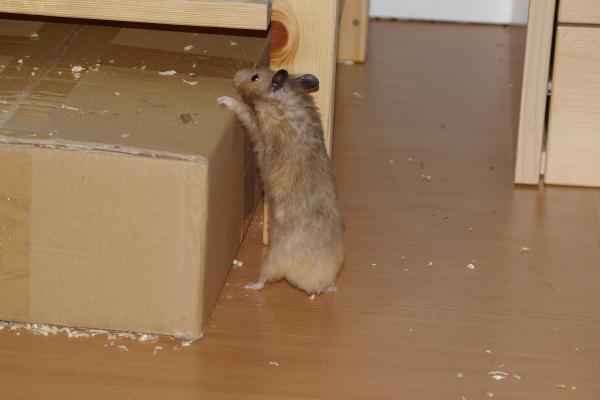 sonstiges hamster4 img0101