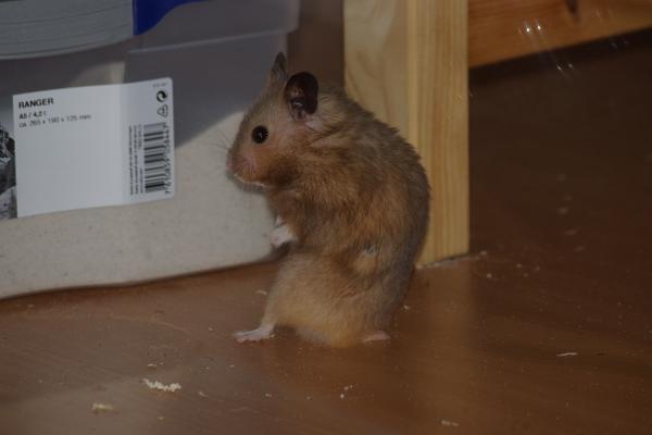 sonstiges hamster4 img0102