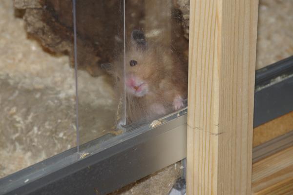 sonstiges hamster4 img0117