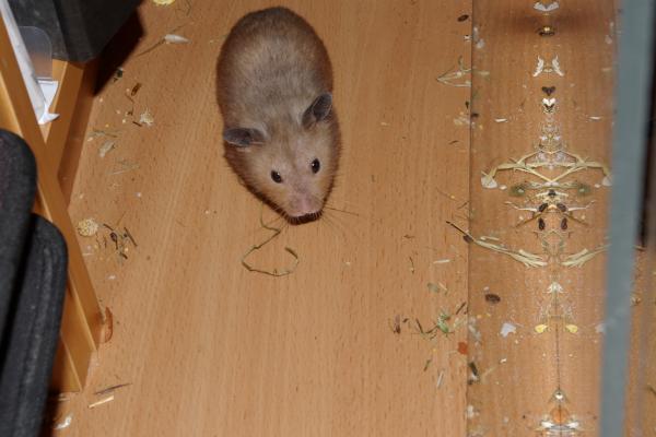 sonstiges hamster4 img0139