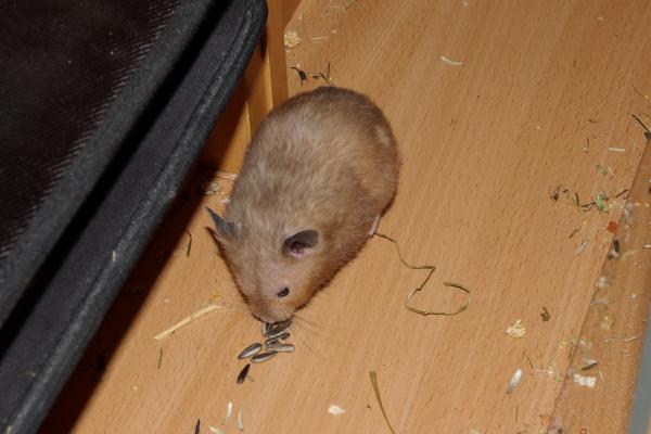 sonstiges hamster4 img0140