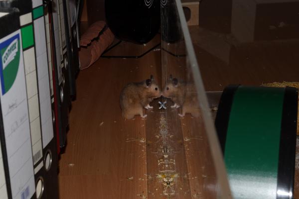 sonstiges hamster4 img0141