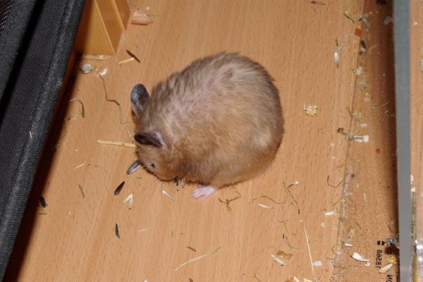 sonstiges hamster4 img0142