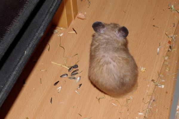 sonstiges hamster4 img0143