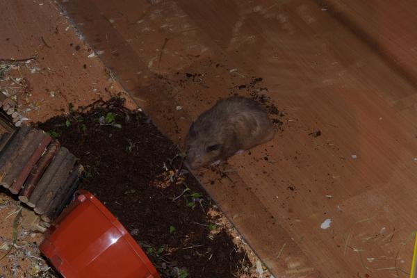 sonstiges hamster4 img0150