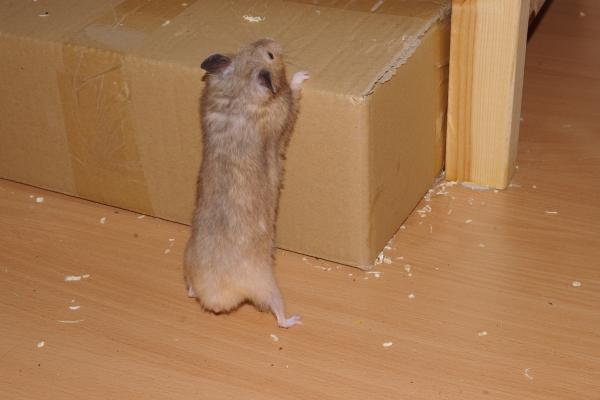 sonstiges hamster5 img0017