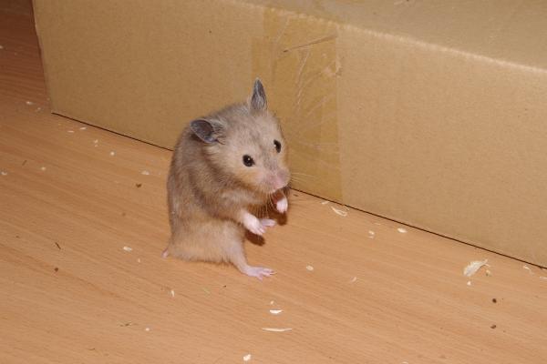 sonstiges hamster5 img0019