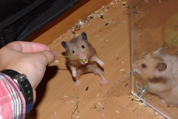 sonstiges hamster5 img0025