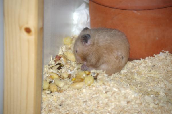 sonstiges hamster5 img0049