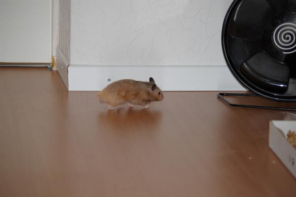 sonstiges hamster5 img0052