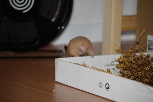 sonstiges hamster5 img0056