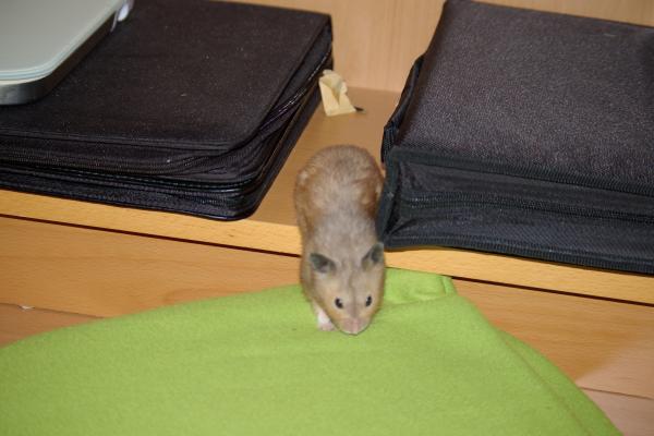 sonstiges hamster5 img0059