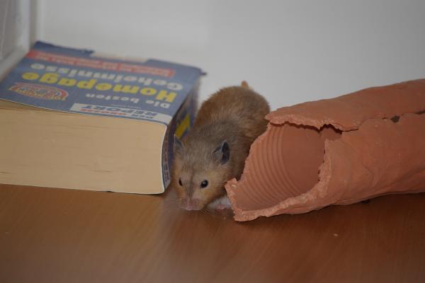 sonstiges hamster5 img0062