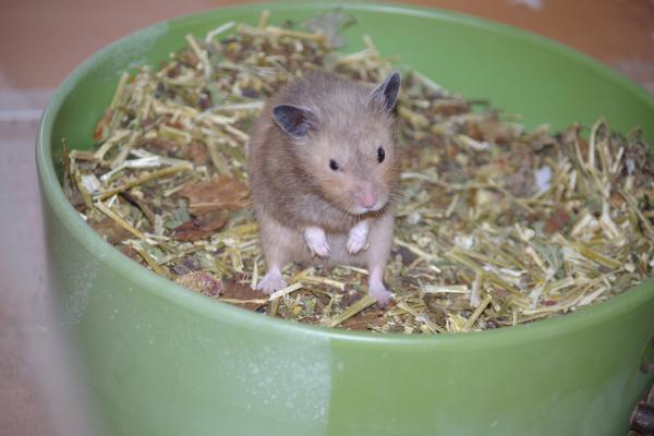 sonstiges hamster5 img0063