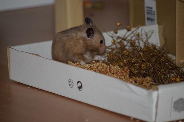 sonstiges hamster5 img0067