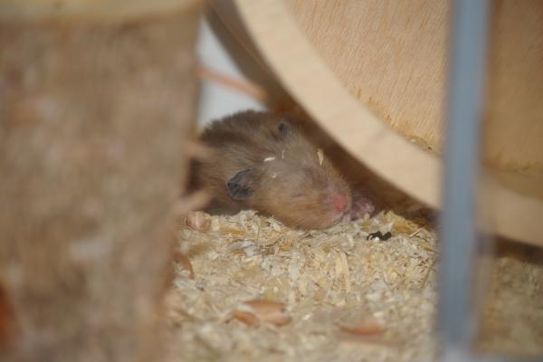 sonstiges hamster5 img0078