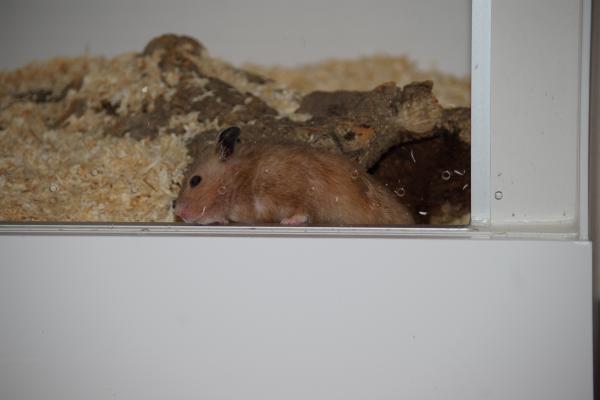 sonstiges hamster5 img0091