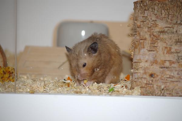 sonstiges hamster5 img0092