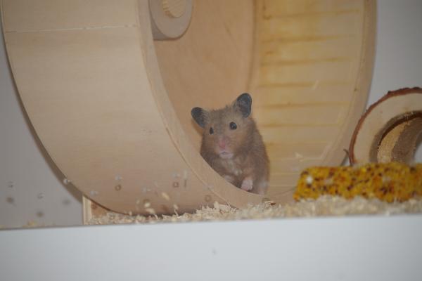 sonstiges hamster5 img0094