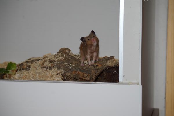 sonstiges hamster5 img0099