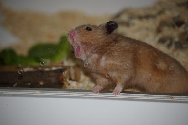 sonstiges hamster5 img0100