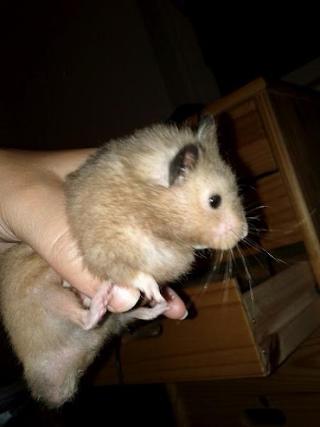 sonstiges hamster5 img0112