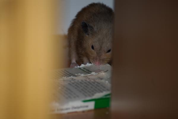 sonstiges hamster5 img0120