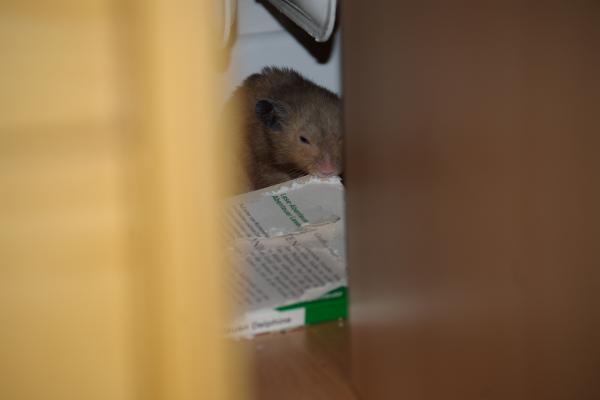 sonstiges hamster5 img0121