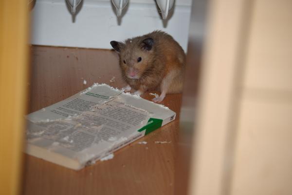 sonstiges hamster5 img0122