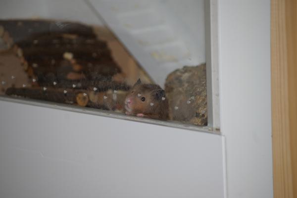 sonstiges hamster5 img0128