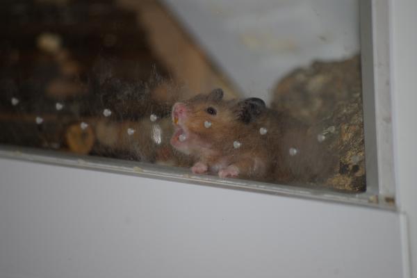 sonstiges hamster5 img0129