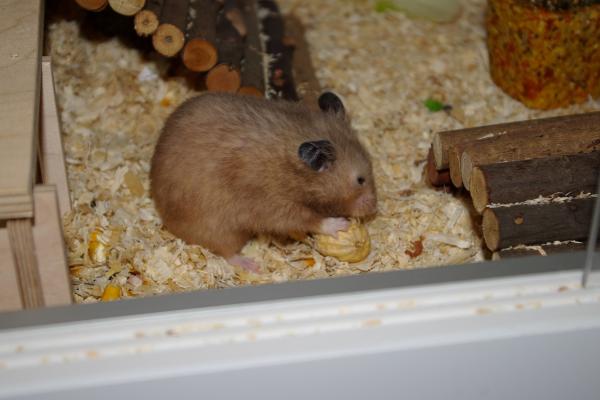 sonstiges hamster5 img0135