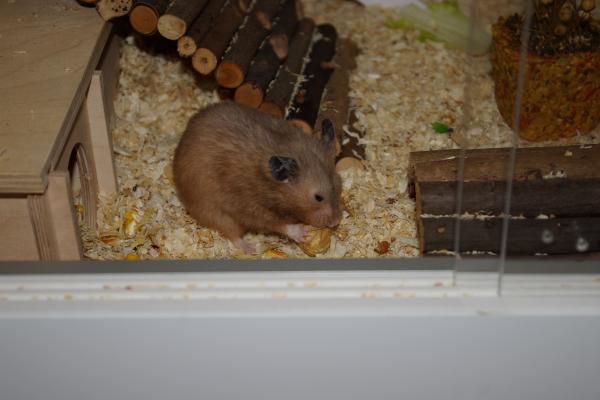 sonstiges hamster5 img0136