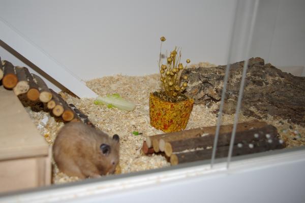 sonstiges hamster5 img0137