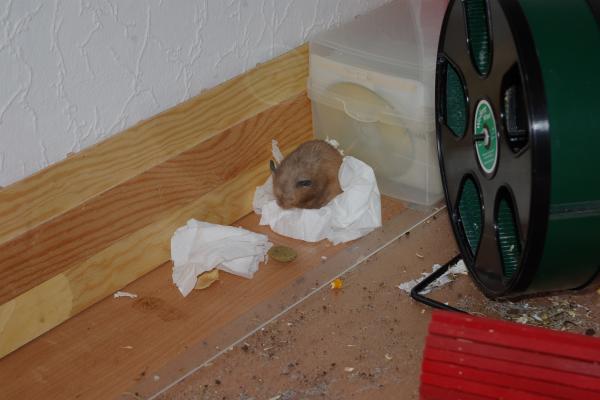 sonstiges hamster5 img0153