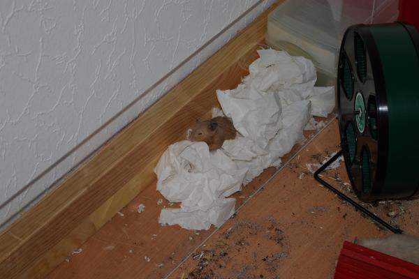 sonstiges hamster5 img0173