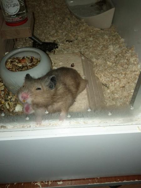 sonstiges hamster5 img0202