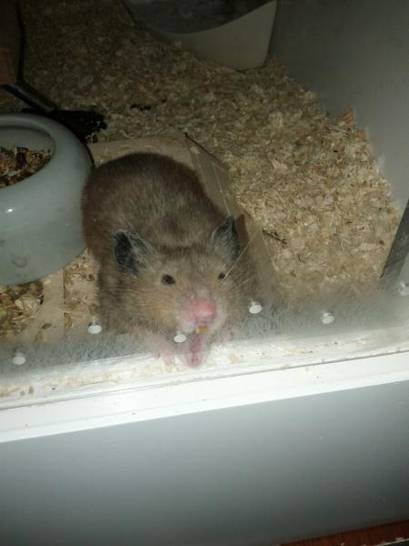 sonstiges hamster5 img0203