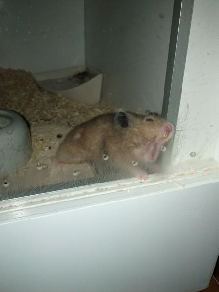 sonstiges hamster5 img0209