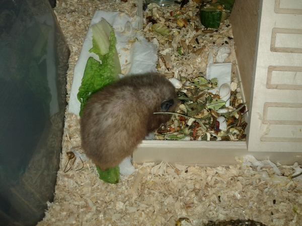 sonstiges hamster5 img0235