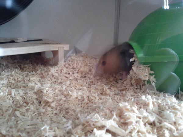 sonstiges hamster img0007