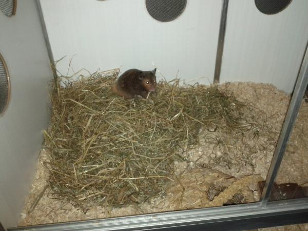 sonstiges hamster img0011