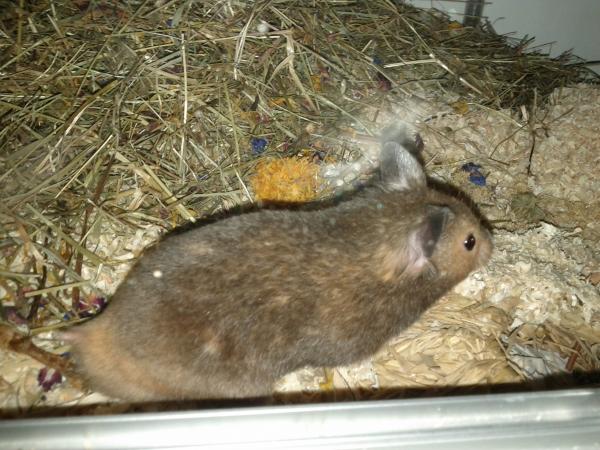 sonstiges hamster img0012