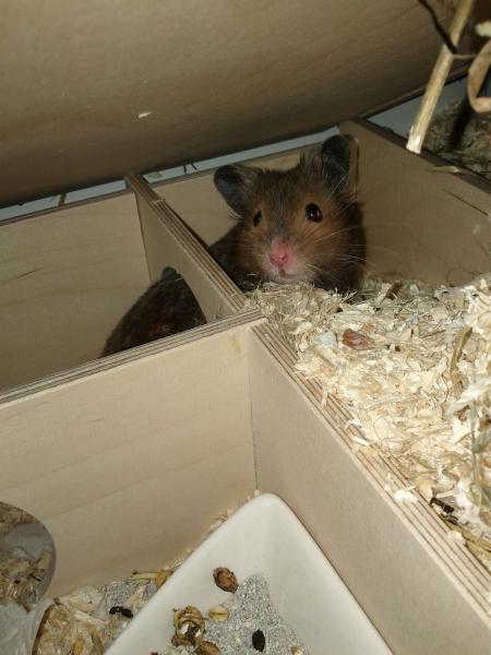 sonstiges hamster img0014