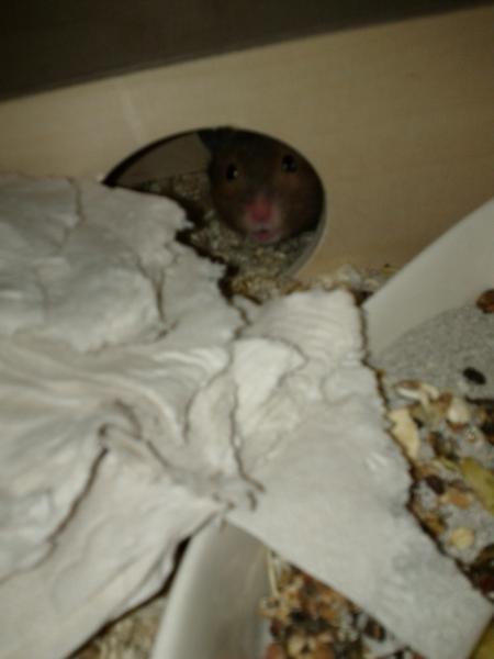 sonstiges hamster img0016