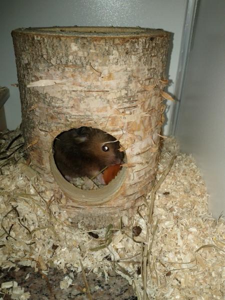 sonstiges hamster img0017